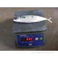Seafrozen Scomber Japonicus Pacific Fish Mackerel en venta